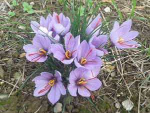 fiori-zafferano-azienda-agricola-arianna